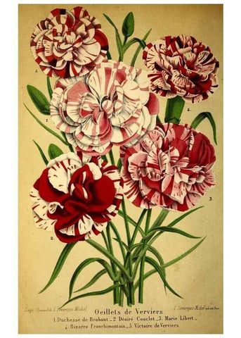 Reproducción/Reproduction 49167928438: Belgique horticole.. Liége.. 