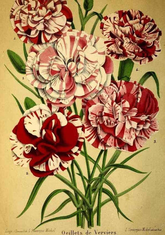 Reproducción/Reproduction 49167928438: Belgique horticole.. Liége.. 