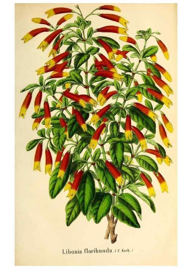 Reproducción/Reproduction 49168635322: Belgique horticole.. Liége.. 