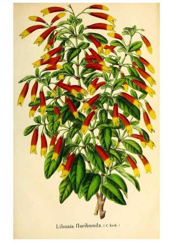 Reproducción/Reproduction 49168635322: Belgique horticole.. Liége.. 