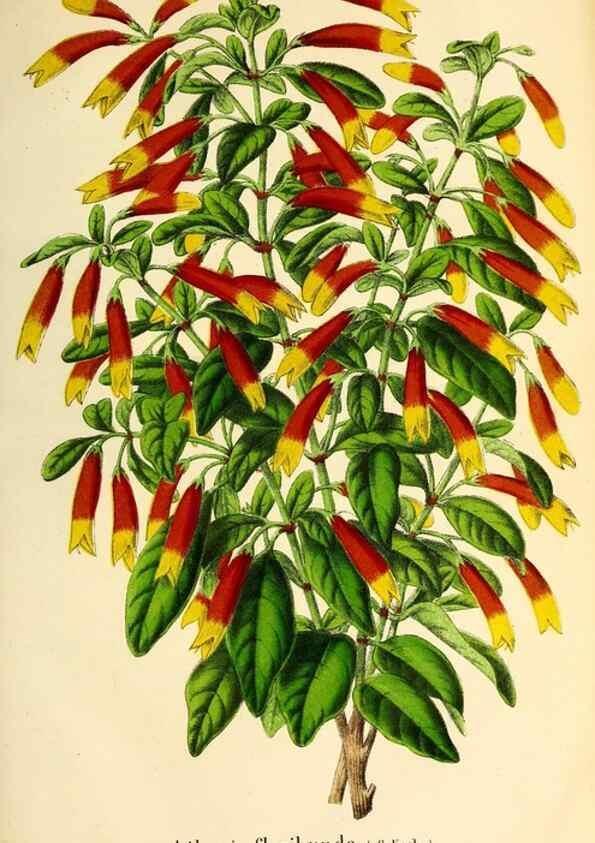 Reproducción/Reproduction 49168635322: Belgique horticole.. Liége.. 