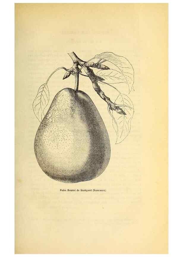 Reproducción/Reproduction 49168635537: Belgique horticole.. Liége.. 