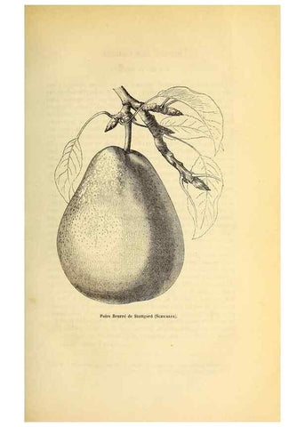 Reproducción/Reproduction 49168635537: Belgique horticole.. Liége.. 