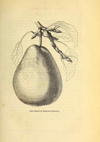 Reproducción/Reproduction 49168635537: Belgique horticole.. Liége.. 