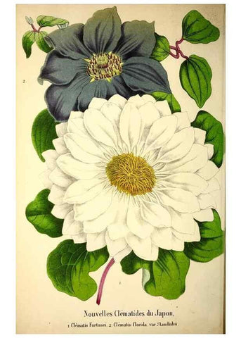 Reproducción/Reproduction 49168635852: Belgique horticole.. Liége.. 