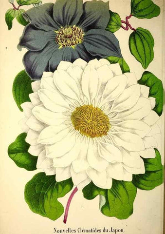 Reproducción/Reproduction 49168635852: Belgique horticole.. Liége.. 