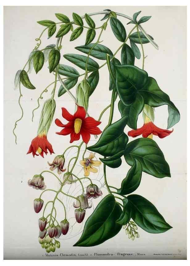 Reproducción/Reproduction 49167929753: Belgique horticole.. Liége.. 