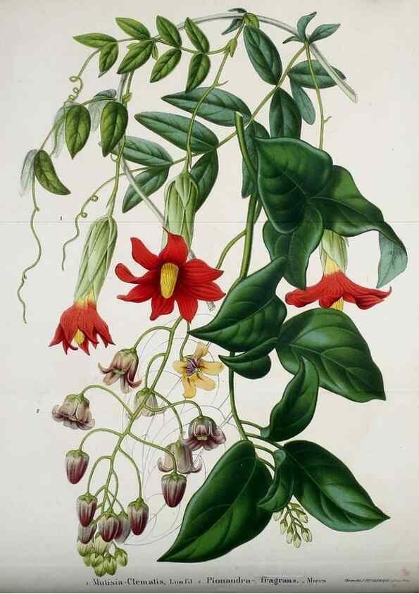 Reproducción/Reproduction 49167929753: Belgique horticole.. Liége.. 