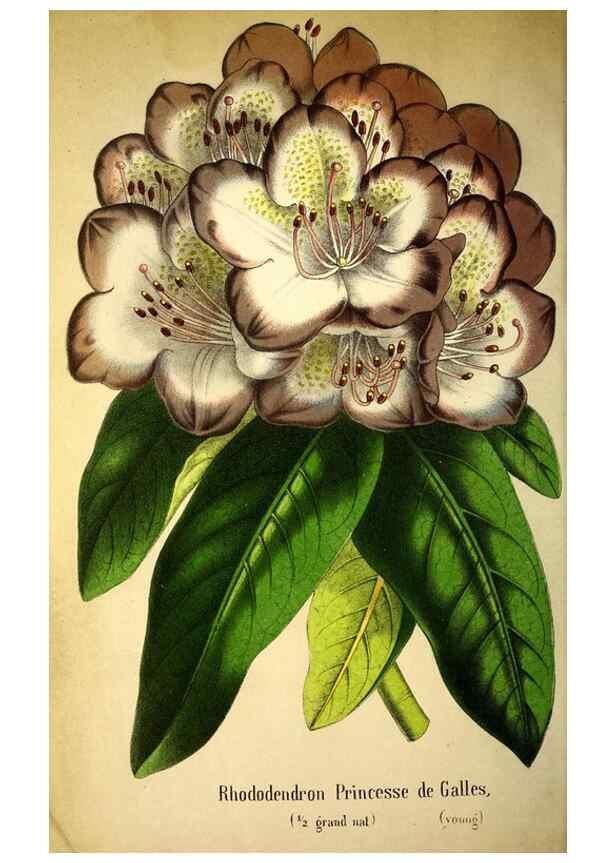 Reproducción/Reproduction 49168636652: Belgique horticole.. Liége.. 