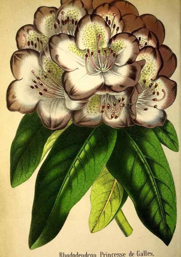 Reproducción/Reproduction 49168636652: Belgique horticole.. Liége.. 