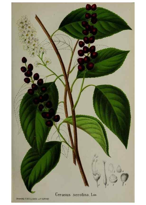 Reproducción/Reproduction 49168320966: Belgique horticole.. Liége.. 