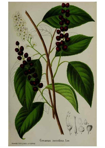 Reproducción/Reproduction 49168320966: Belgique horticole.. Liége.. 