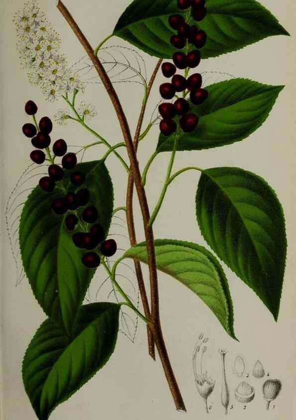 Reproducción/Reproduction 49168320966: Belgique horticole.. Liége.. 