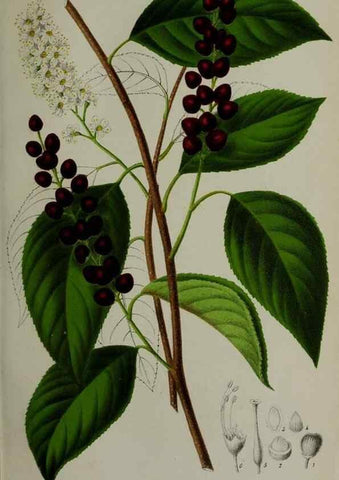 Reproducción/Reproduction 49168320966: Belgique horticole.. Liége.. 