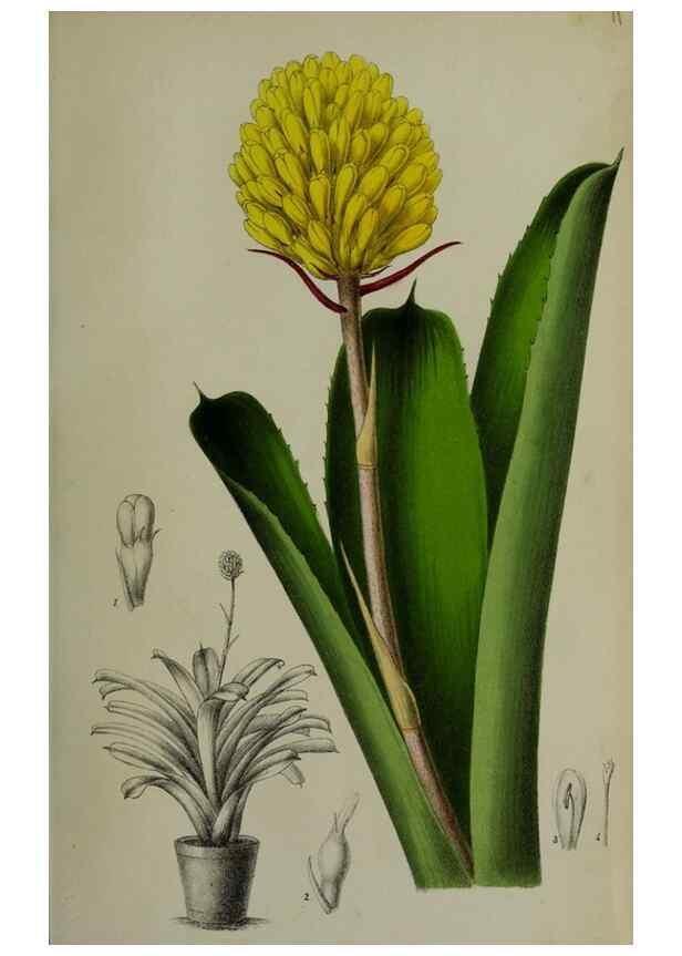 Reproducción/Reproduction 49167841473: Belgique horticole.. Liége.. 