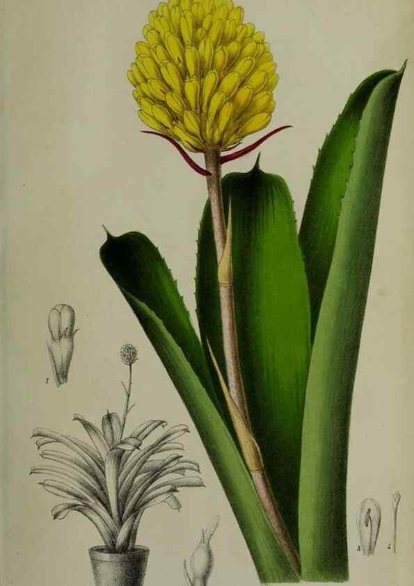 Reproducción/Reproduction 49167841473: Belgique horticole.. Liége.. 