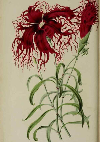 Reproducción/Reproduction 49168320531: Belgique horticole.. Liége.. 