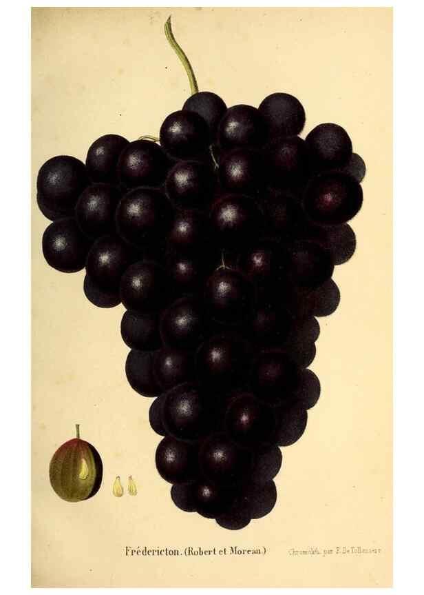 Reproducción/Reproduction 49168265966: Belgique horticole.. Liége.. 