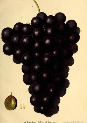 Reproducción/Reproduction 49168265966: Belgique horticole.. Liége.. 
