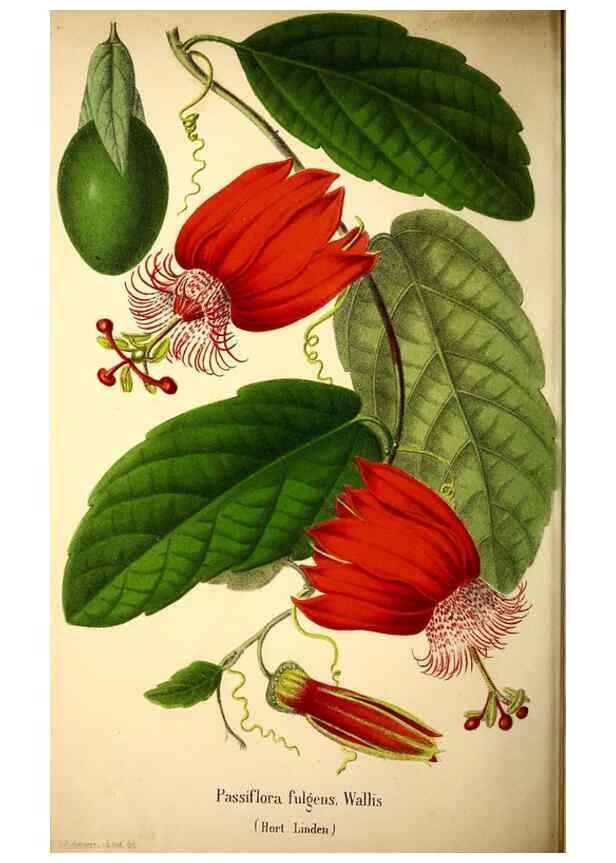 Reproducción/Reproduction 49168493362: Belgique horticole.. Liége.. 