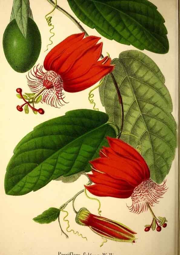 Reproducción/Reproduction 49168493362: Belgique horticole.. Liége.. 