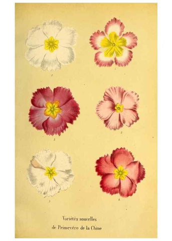 Reproducción/Reproduction 49167787468: Belgique horticole.. Liége.. 