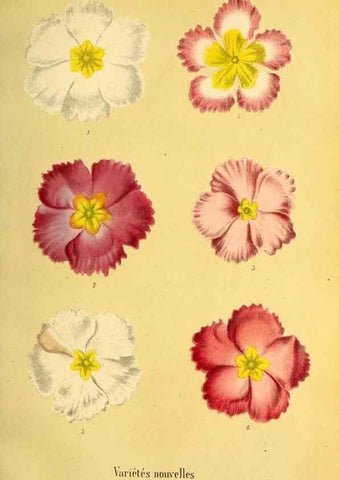 Reproducción/Reproduction 49167787468: Belgique horticole.. Liége.. 