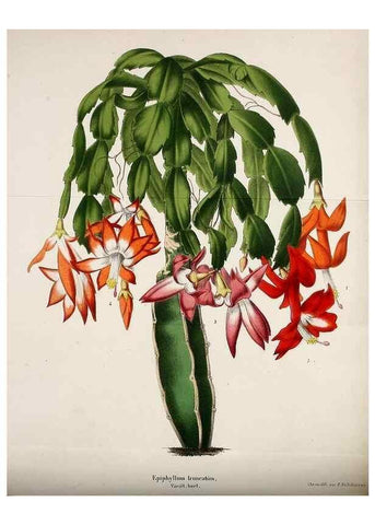 Reproducción/Reproduction 49168493892: Belgique horticole.. Liége.. 