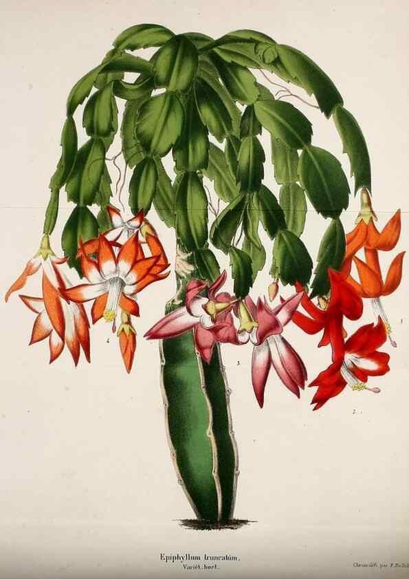 Reproducción/Reproduction 49168493892: Belgique horticole.. Liége.. 