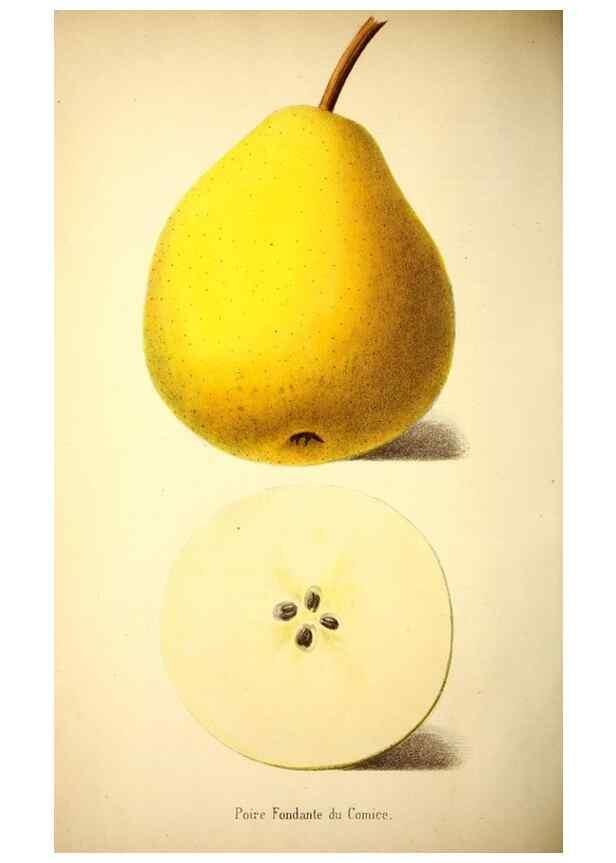 Reproducción/Reproduction 49168494142: Belgique horticole.. Liége.. 