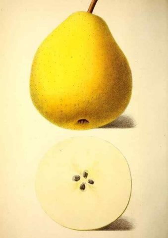 Reproducción/Reproduction 49168494142: Belgique horticole.. Liége.. 