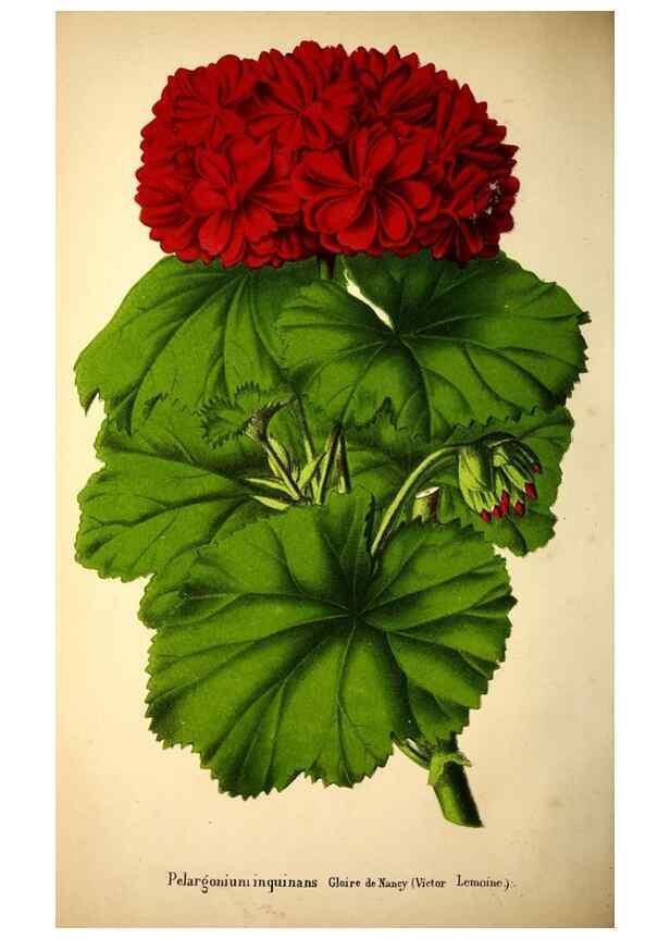 Reproducción/Reproduction 49168494377: Belgique horticole.. Liége.. 