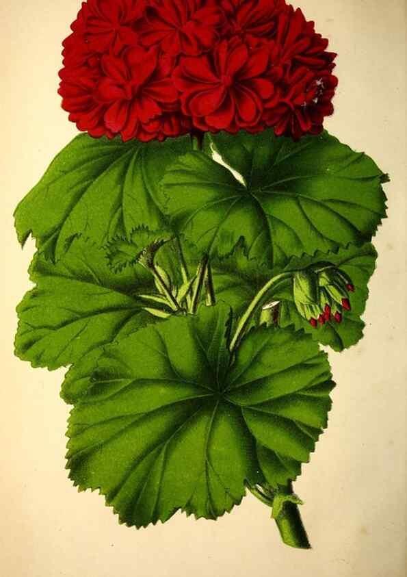 Reproducción/Reproduction 49168494377: Belgique horticole.. Liége.. 