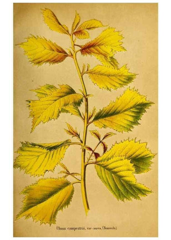 Reproducción/Reproduction 49168494587: Belgique horticole.. Liége.. 