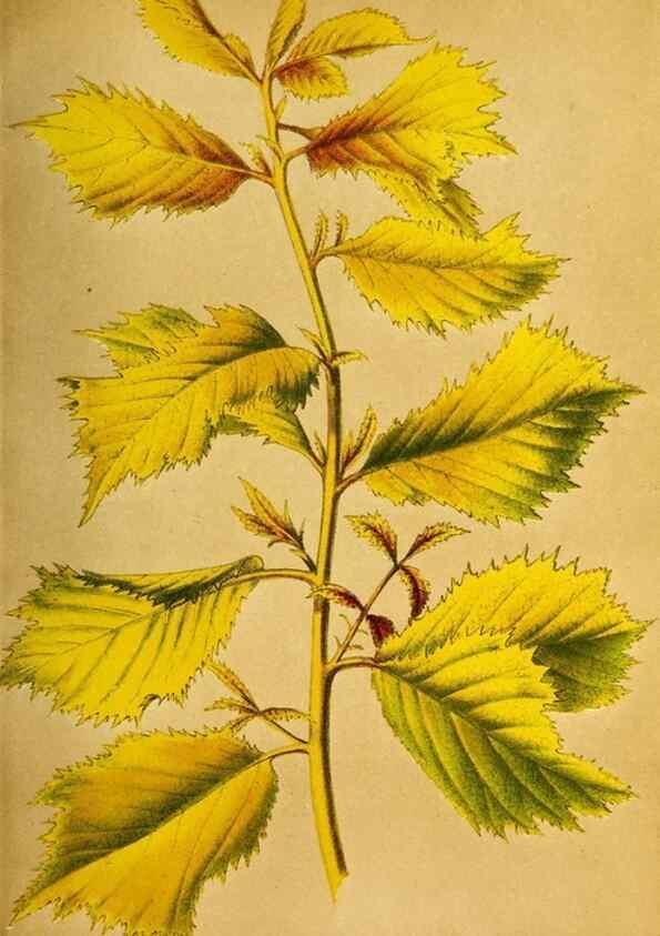 Reproducción/Reproduction 49168494587: Belgique horticole.. Liége.. 
