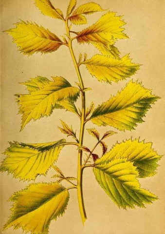 Reproducción/Reproduction 49168494587: Belgique horticole.. Liége.. 