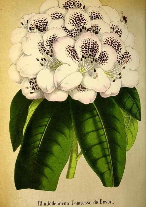 Reproducción/Reproduction 49168636937: Belgique horticole.. Liége.. 