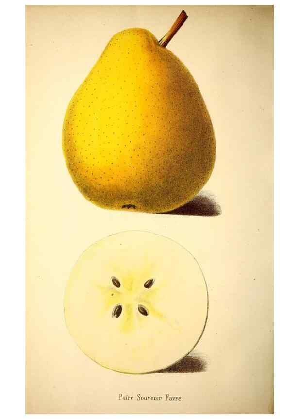Reproducción/Reproduction 49168494822: Belgique horticole.. Liége.. 