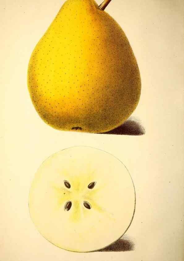 Reproducción/Reproduction 49168494822: Belgique horticole.. Liége.. 