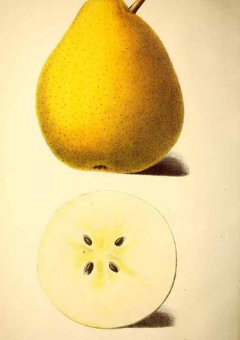 Reproducción/Reproduction 49168494822: Belgique horticole.. Liége.. 