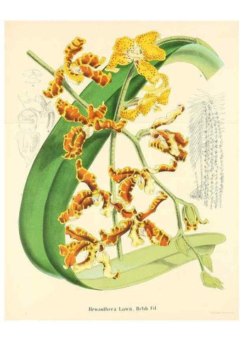 Reproducción/Reproduction 49168545652: Belgique horticole.. Liége.. 