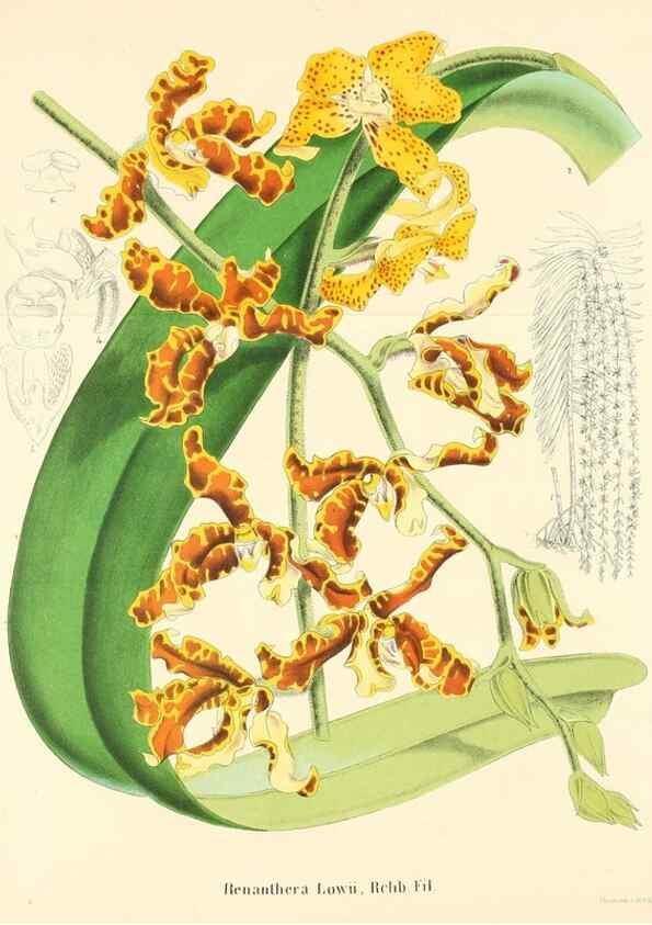 Reproducción/Reproduction 49168545652: Belgique horticole.. Liége.. 