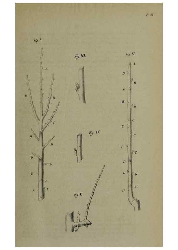 Reproducción/Reproduction 49167839728: Belgique horticole.. Liége.. 