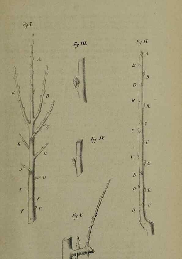 Reproducción/Reproduction 49167839728: Belgique horticole.. Liége.. 