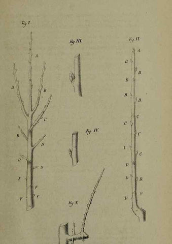 Reproducción/Reproduction 49167839728: Belgique horticole.. Liége.. 