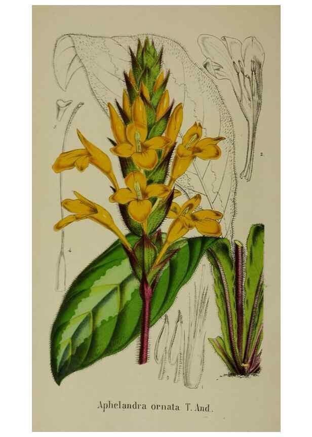 Reproducción/Reproduction 49167839983: Belgique horticole.. Liége.. 