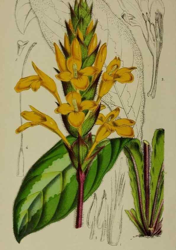 Reproducción/Reproduction 49167839983: Belgique horticole.. Liége.. 