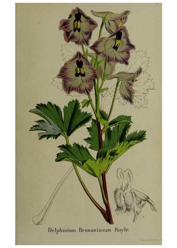 Reproducción/Reproduction 49168319381: Belgique horticole.. Liége.. 