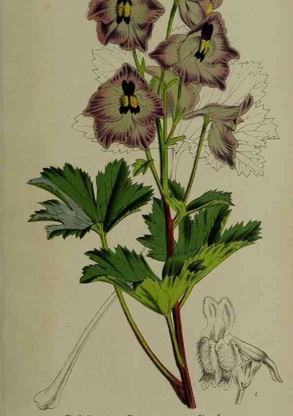Reproducción/Reproduction 49168319381: Belgique horticole.. Liége.. 