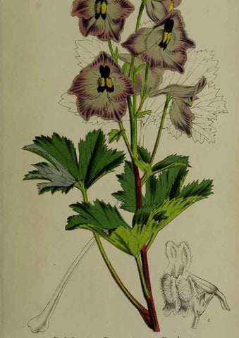 Reproducción/Reproduction 49168319381: Belgique horticole.. Liége.. 
